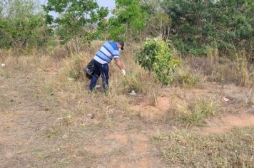 Combate ao mosquito Aedes aegypti...